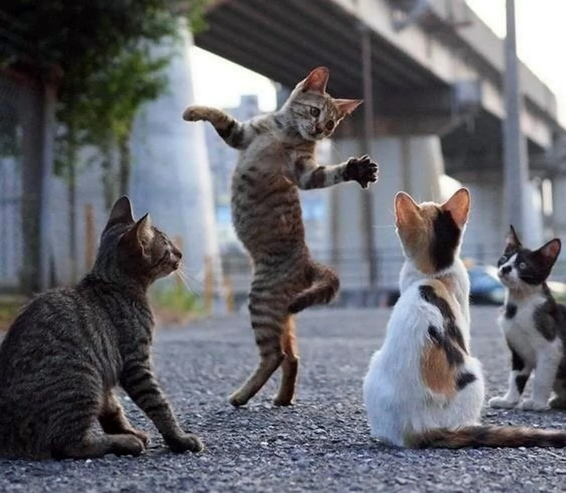 Коты танцуют. Красивое животное