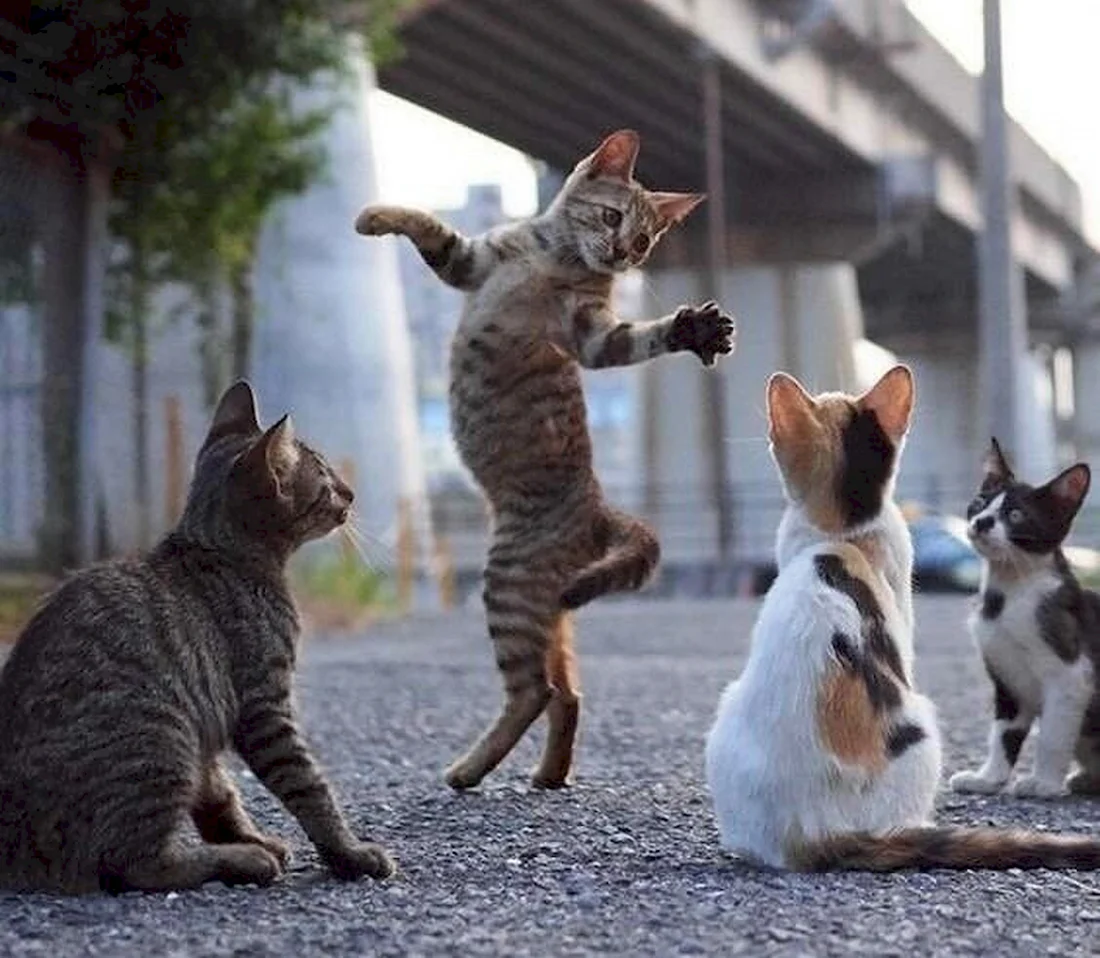 Коты танцуют. Красивые картинки животных