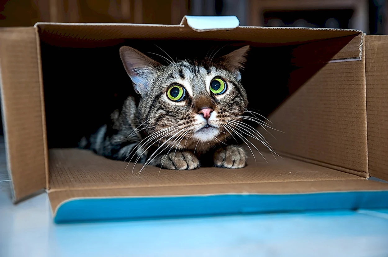 Коты в коробках. Красивое животное