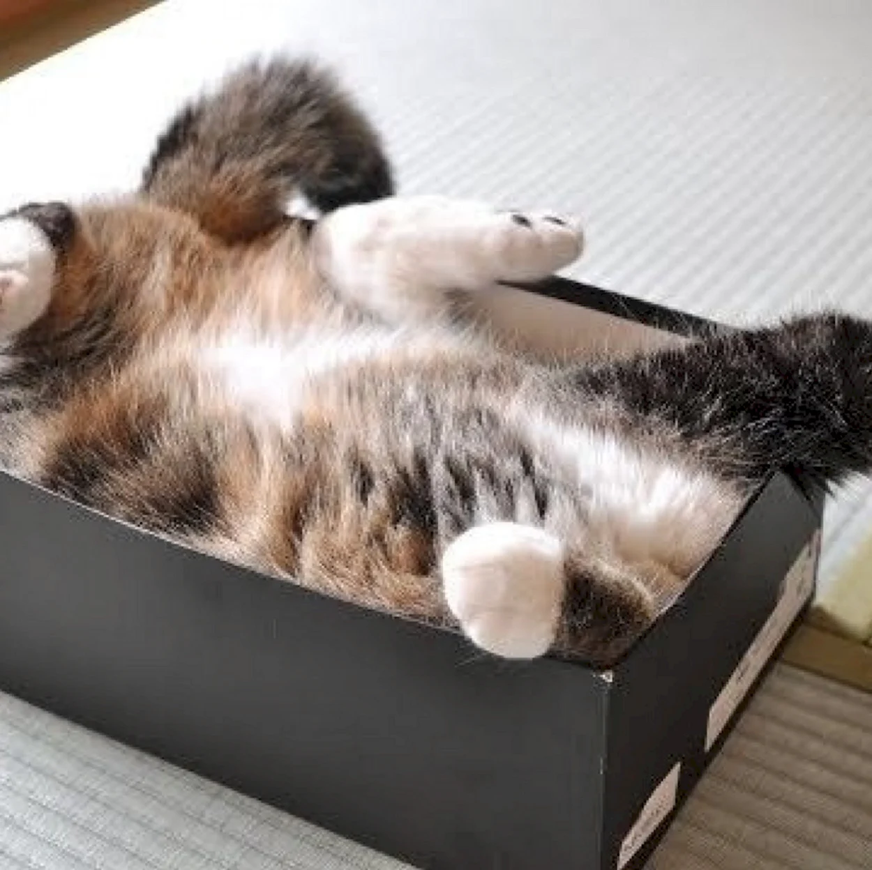 Коты в коробке. Красивое животное
