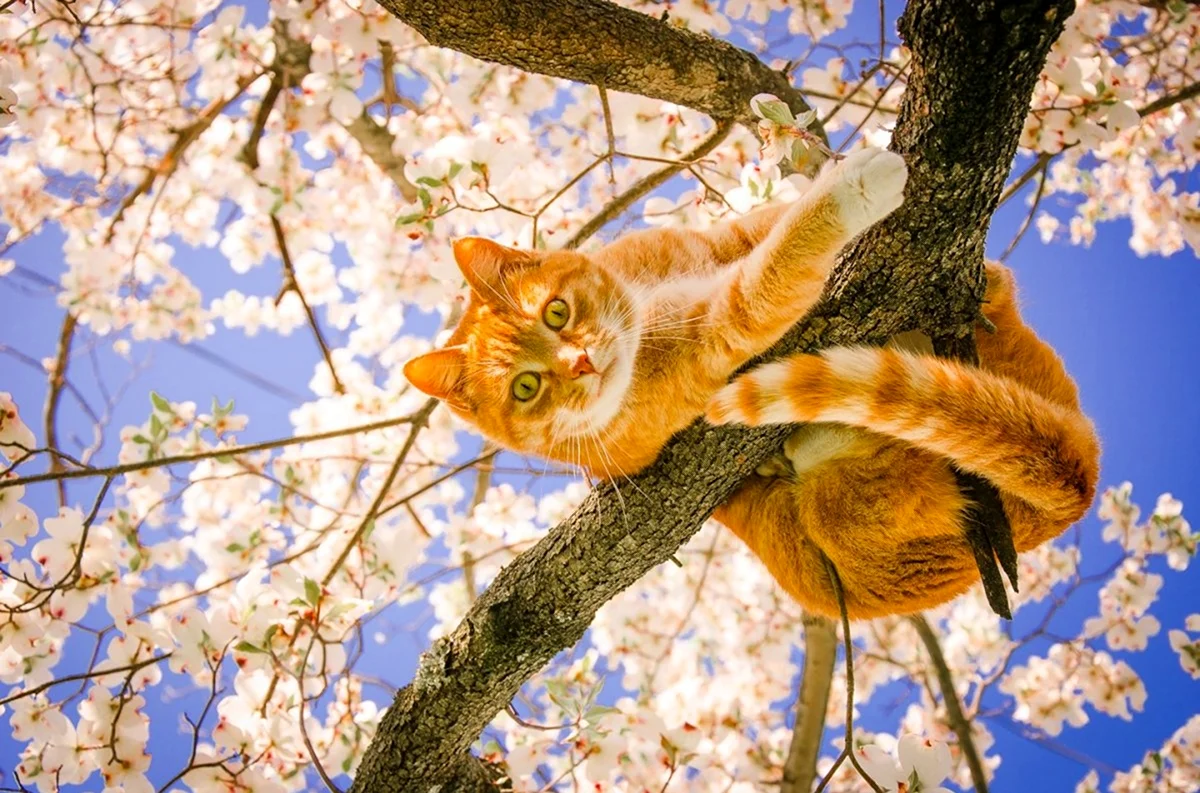 Коты весной. Красивое животное