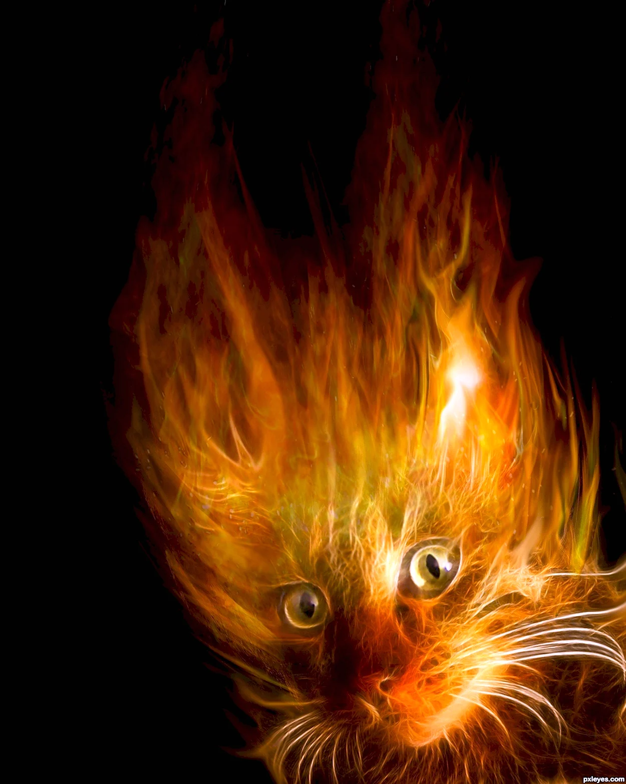 Коты Воители Огненный кот. Красивое животное