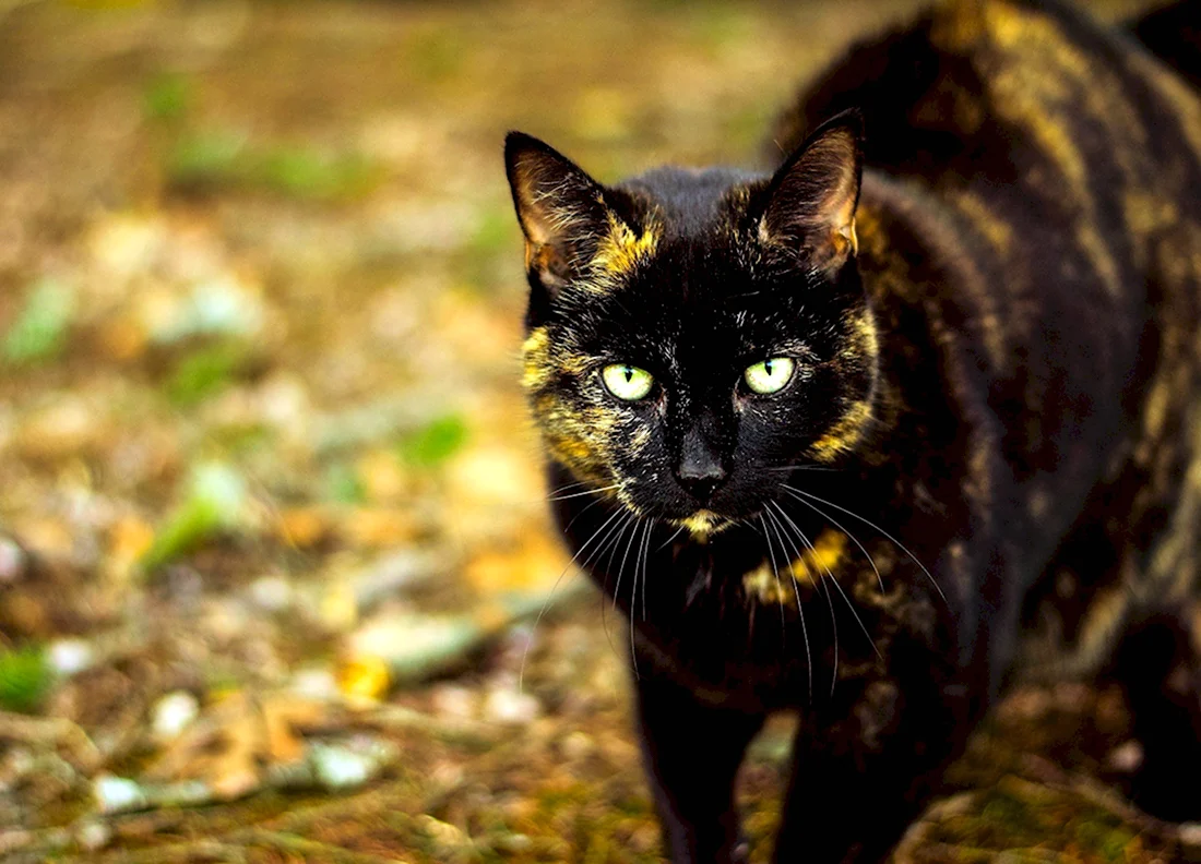 Крапчатый бурый кот. Красивые картинки животных
