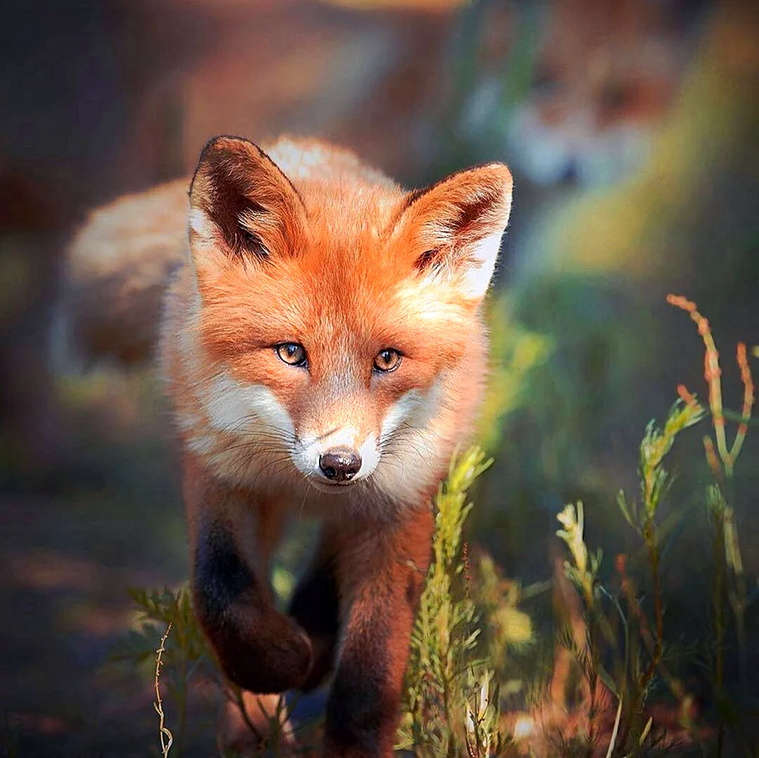 Красивая лиса. Красивые картинки животных