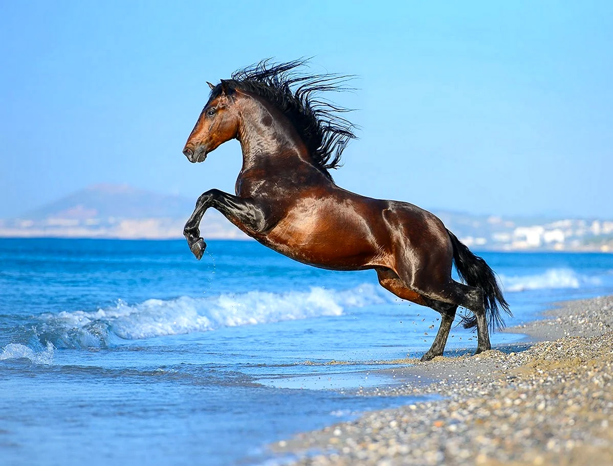 Красивая лошадь бежит. Красивое животное