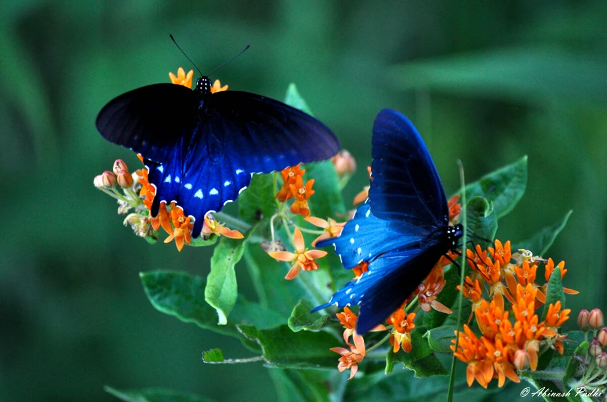 Красивые бабочки. Красивая картинка