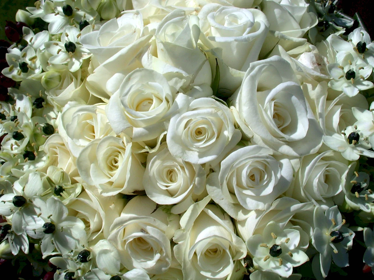 Красивые белые розы. Красивая картинка