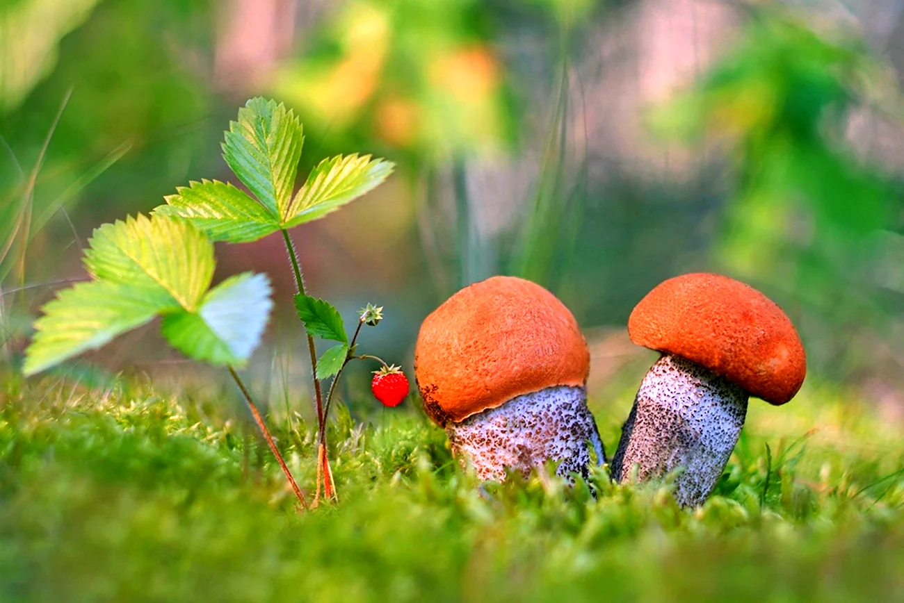 Красивые грибы. Картинка