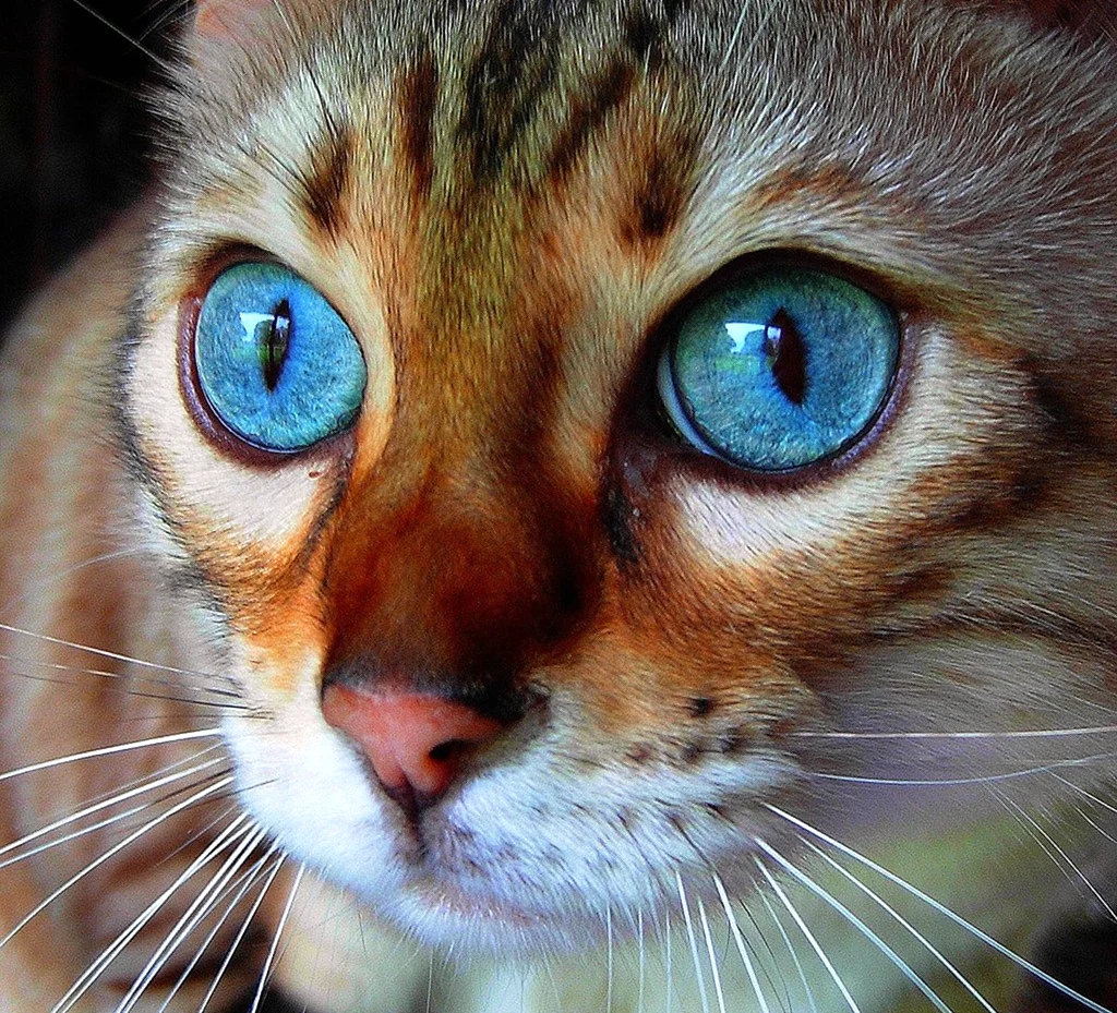 Красивые кошачьи глаза. Красивое животное