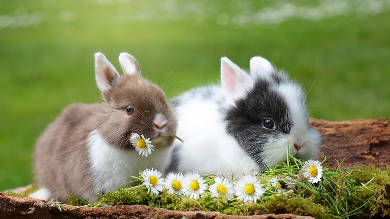 Красивые кролики. Красивое животное