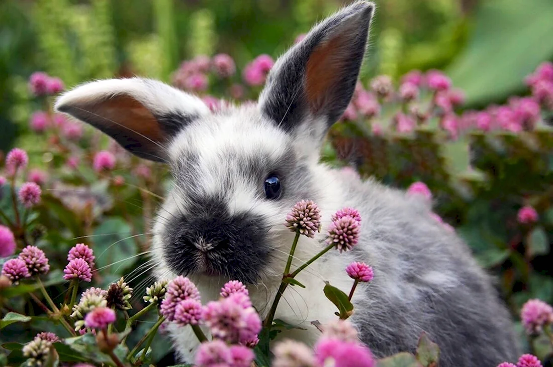 Красивые кролики. Красивые картинки животных