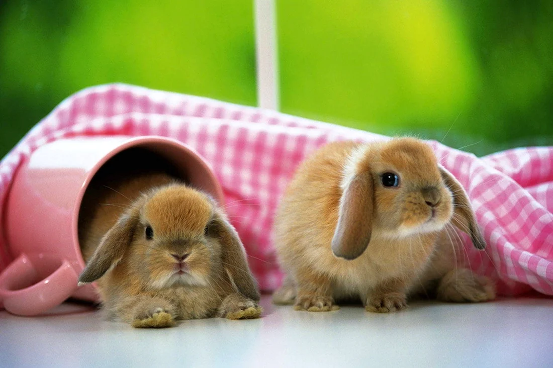 Красивые кролики. Красивые картинки животных