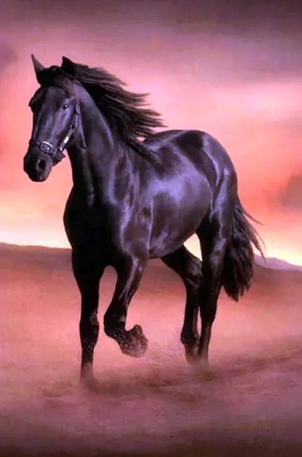 Красивые лошади. Красивая картинка