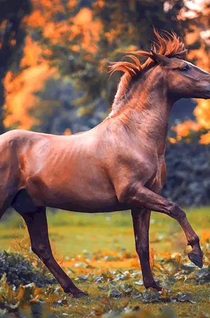 Красивые лошади. Красивое животное