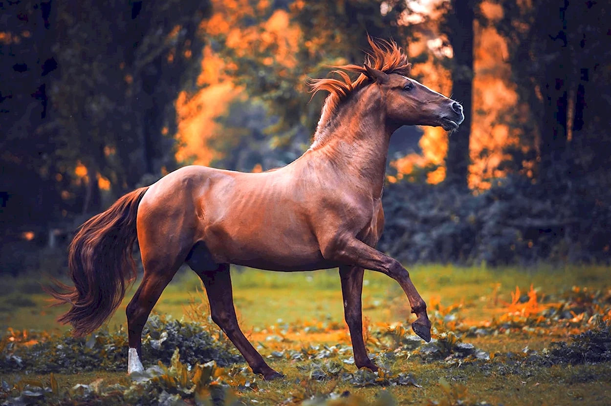 Красивые лошади. Красивое животное