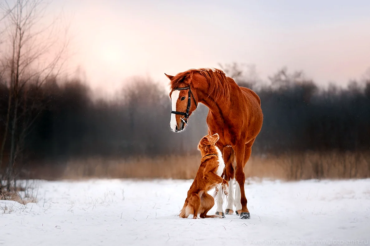 Красивые лошади и собаки зима. Красивое животное