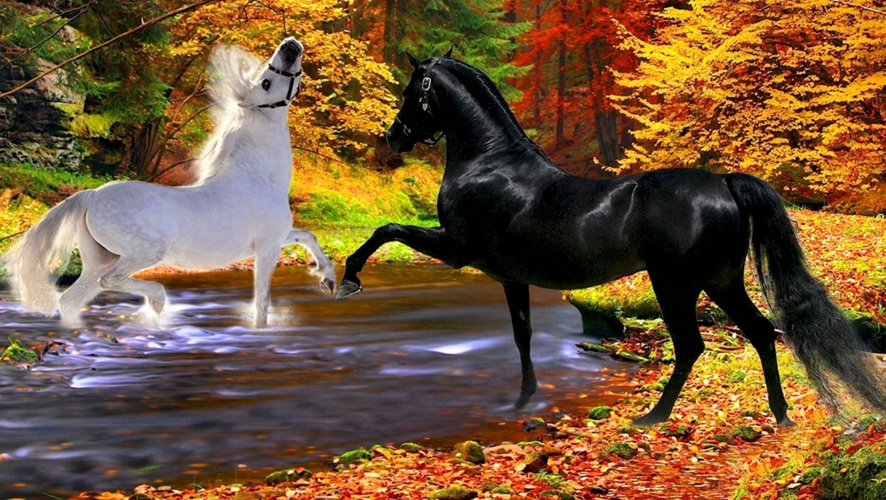 Красивые лошади на природе. Красивое животное