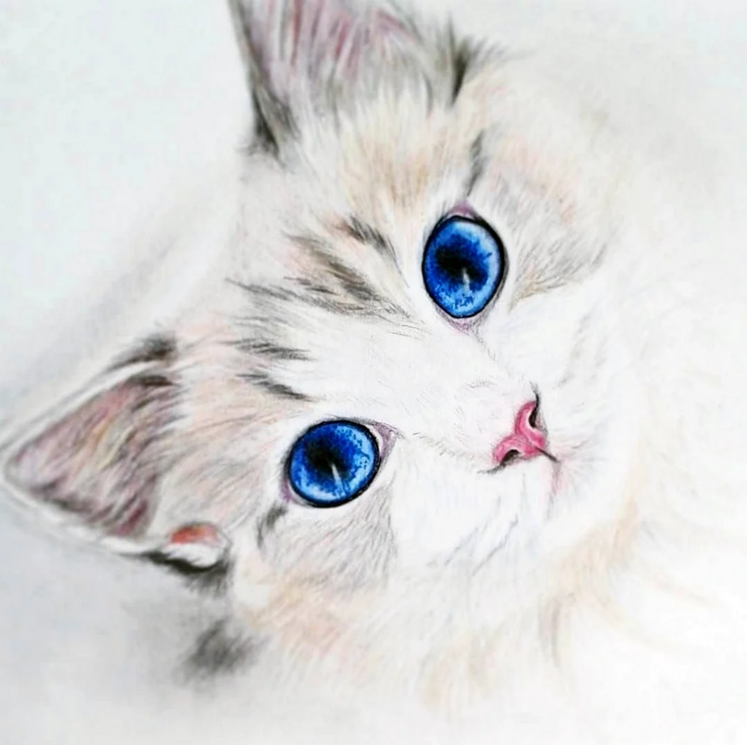 Красивые рисунки котят. Красивые картинки животных
