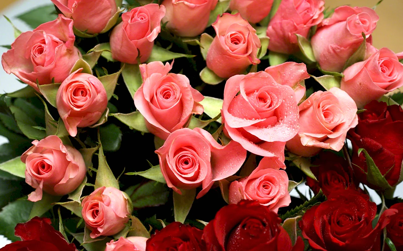 Красивые розы. Красивая картинка