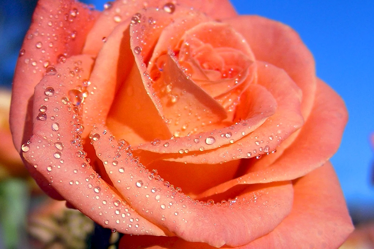 Красивые розы. Красивая картинка