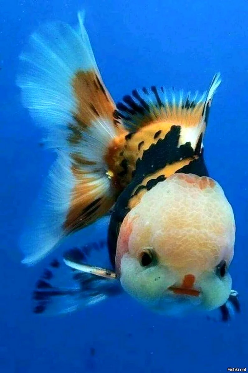 Красивые рыбы. Красивое животное