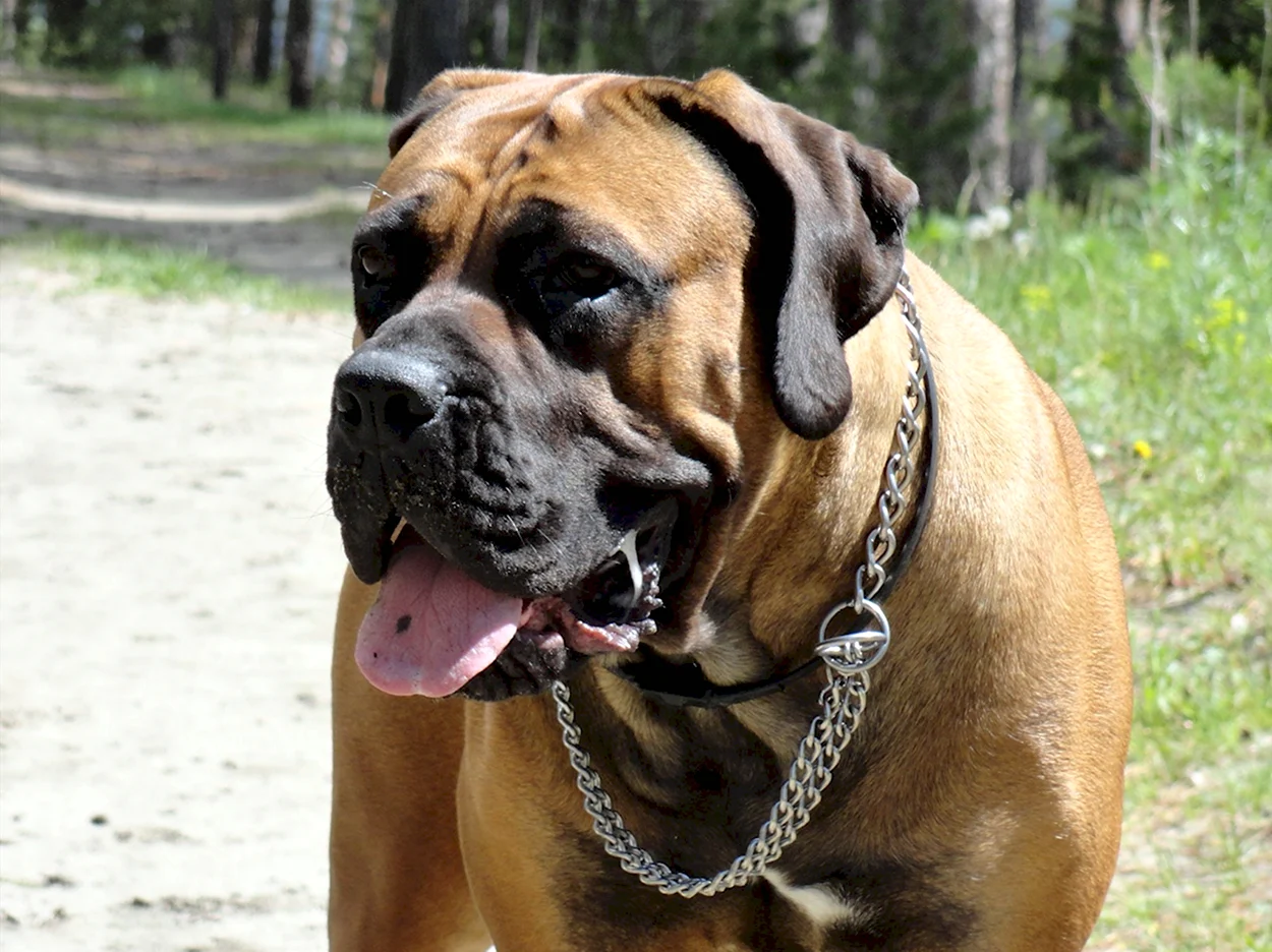 Красивые собаки больших пород бурбуль. Красивое животное