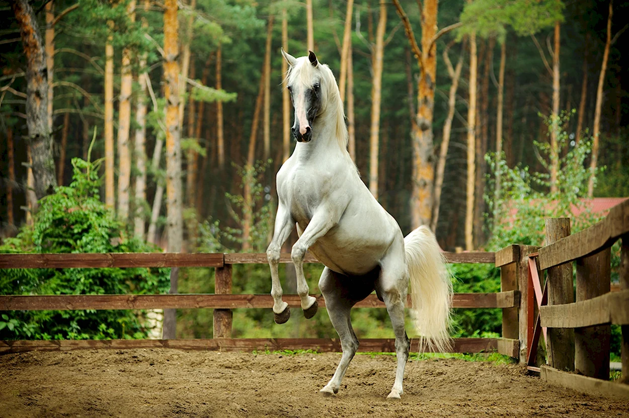 Красивый конь. Красивое животное