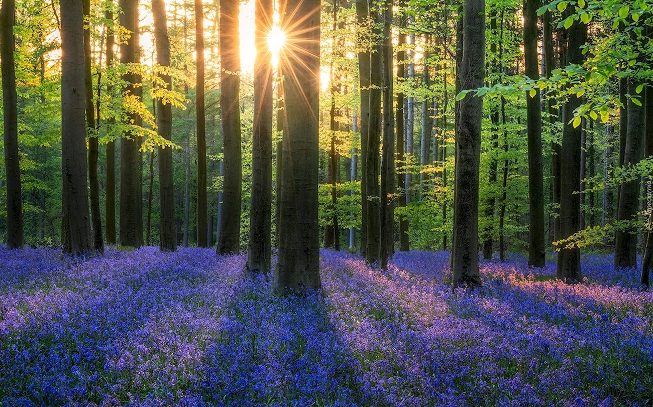 Красивый лес. Красивая картинка