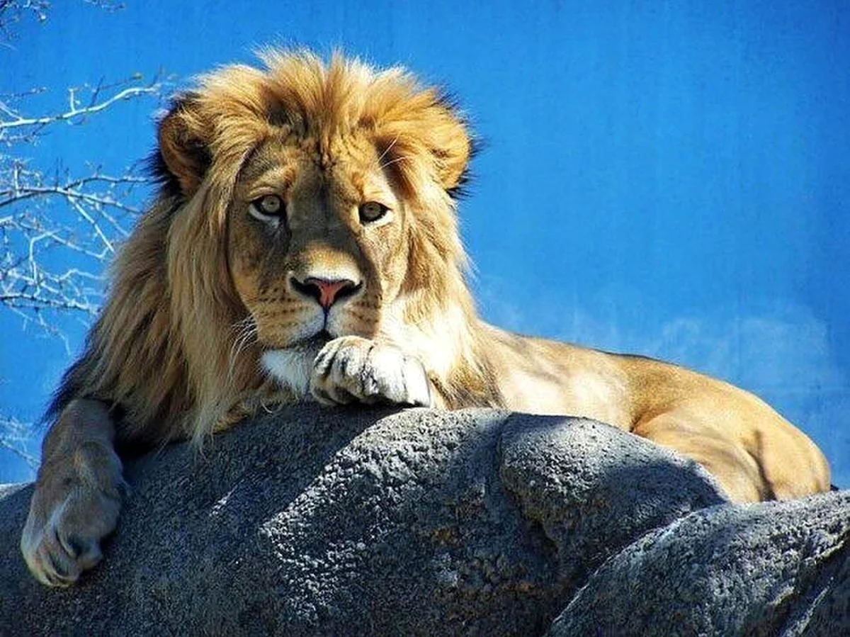 Красивый Лев. Красивое животное