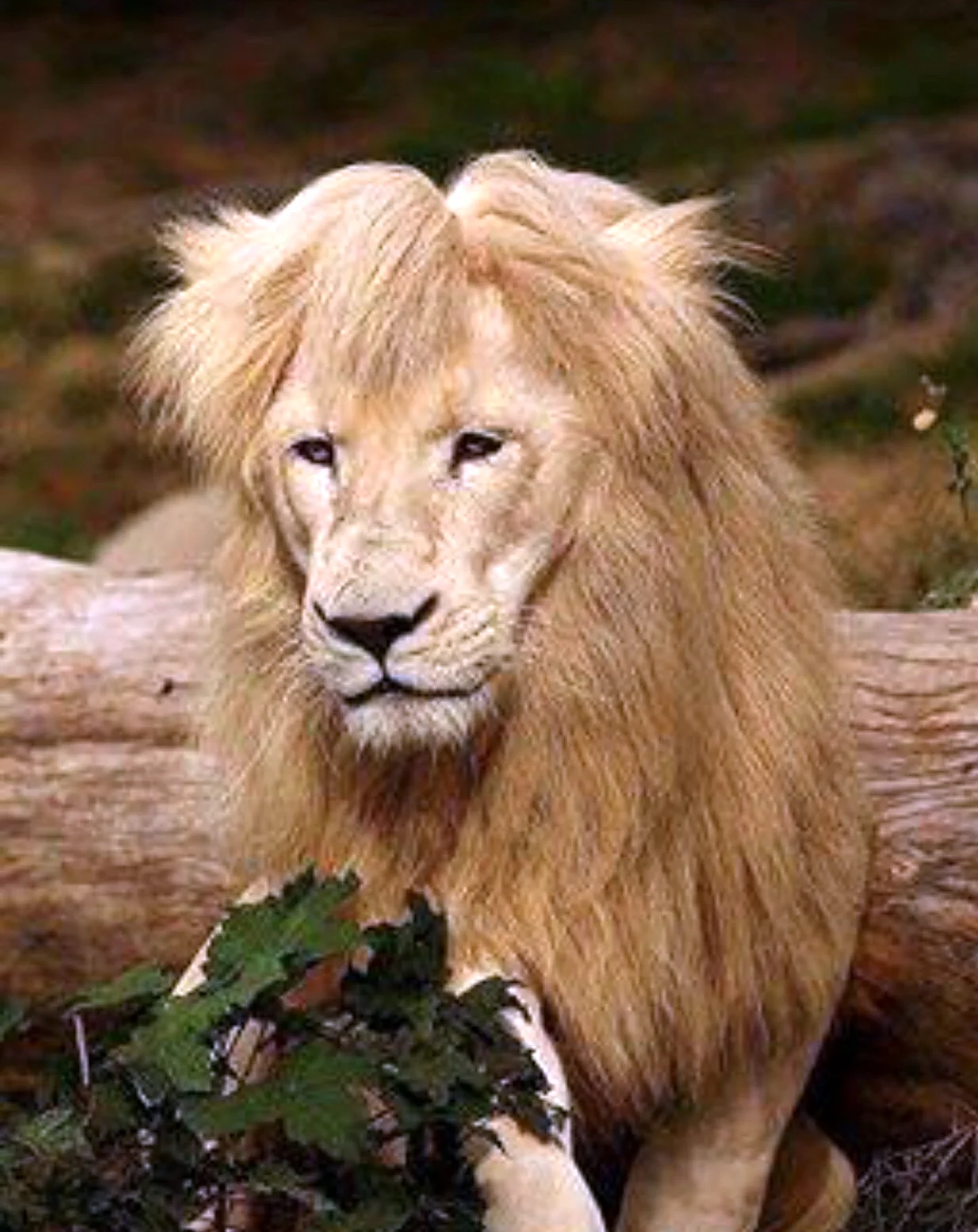 Красивый Лев. Красивое животное