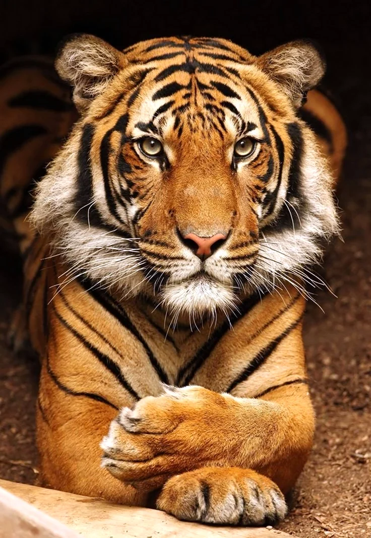 Красивый тигр. Красивая картинка