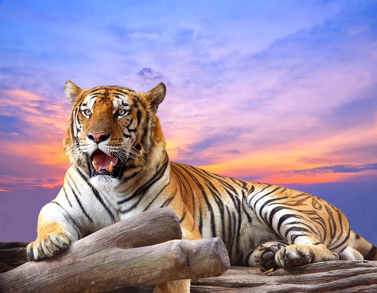 Красивый тигр. Красивое животное