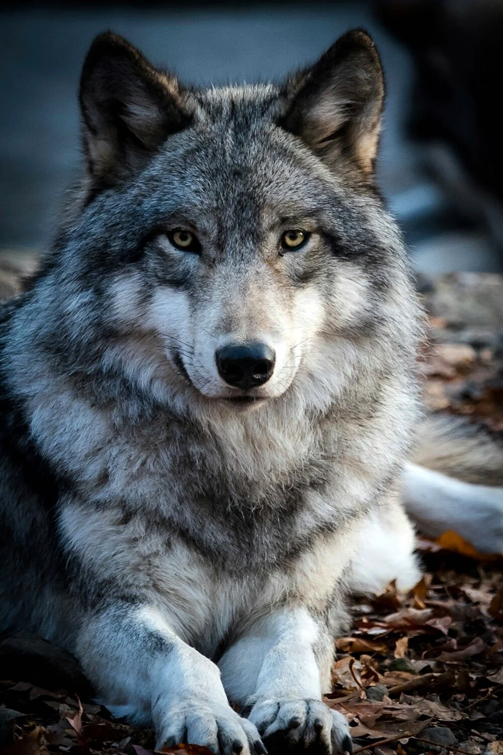 Красивый волк. Красивое животное