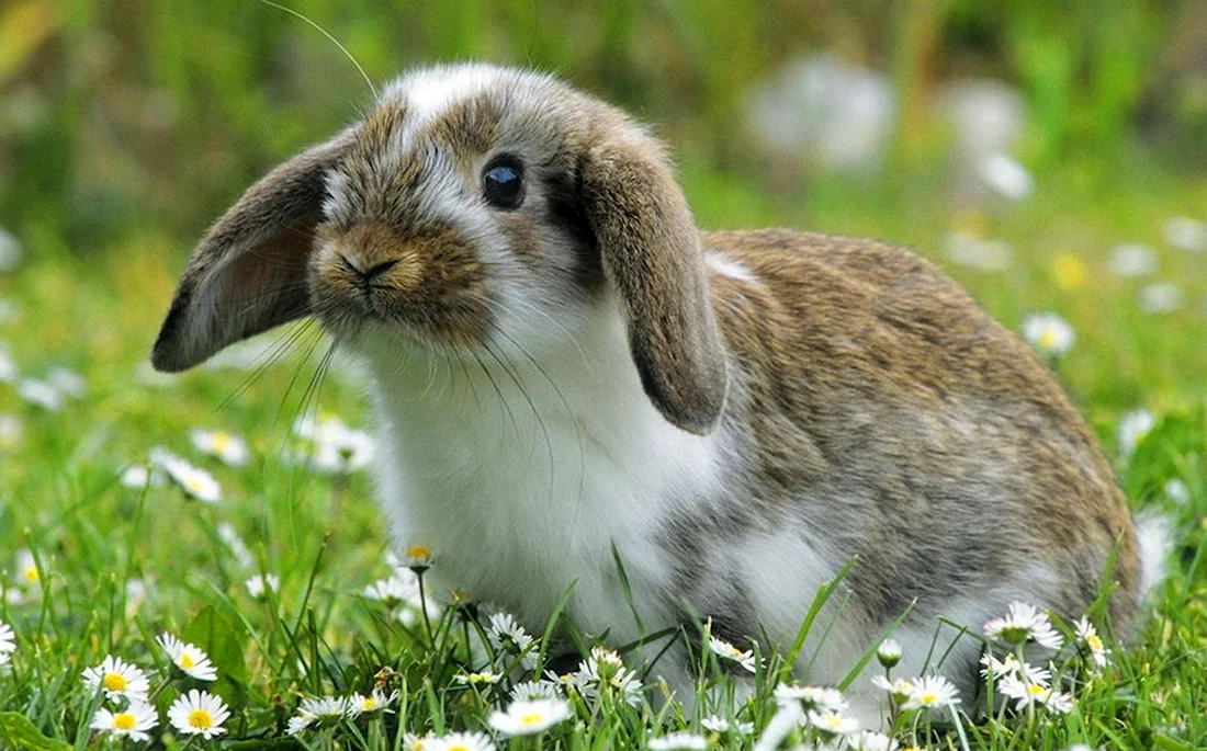 Красивый заяц. Красивые картинки животных