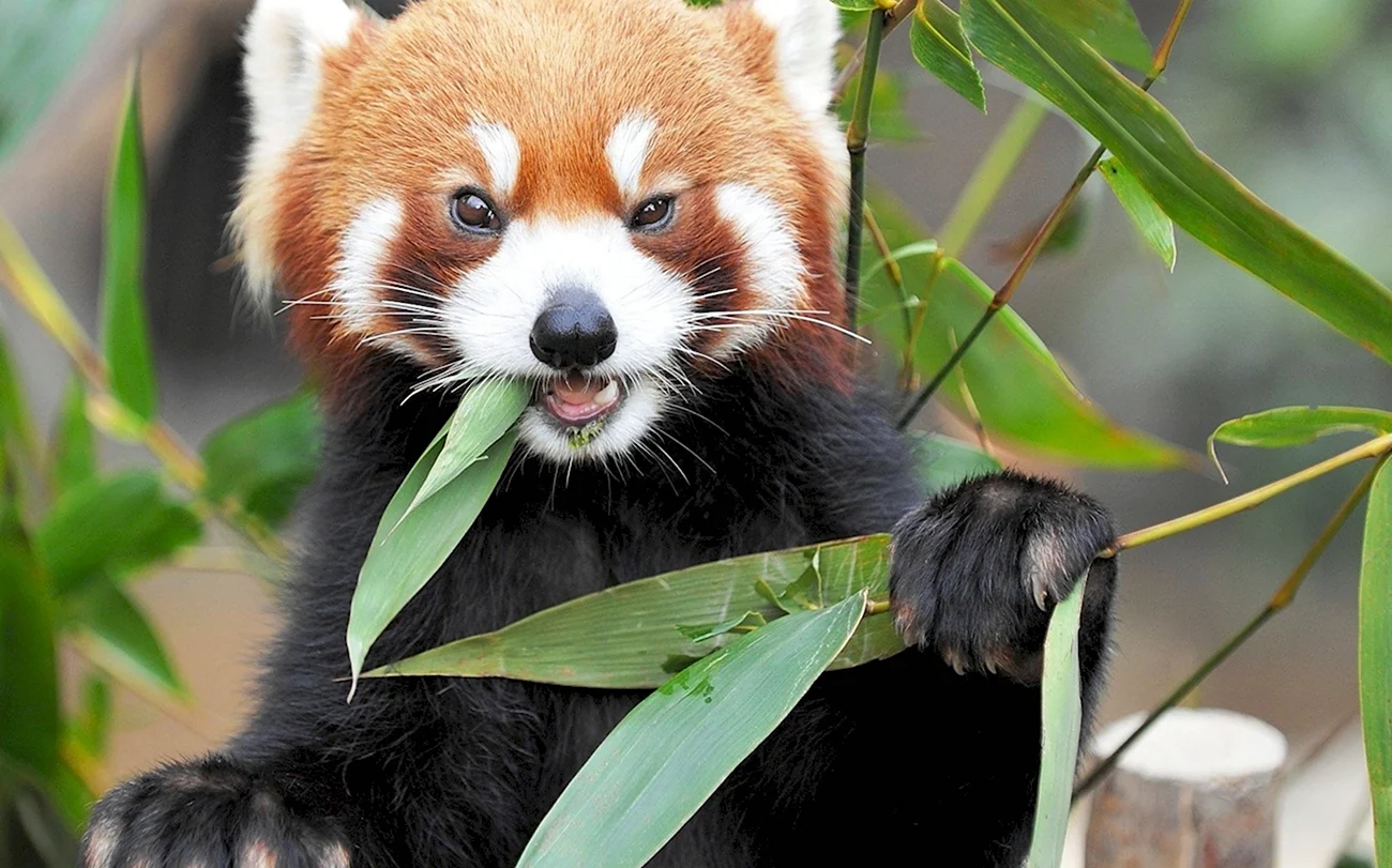 Красная бамбуковая Панда. Красивая картинка