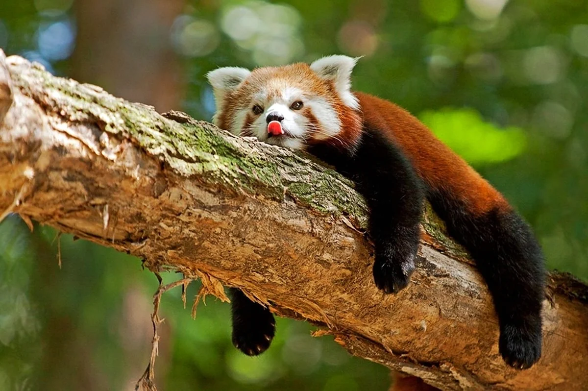 Красная енотовидная Панда. Красивая картинка