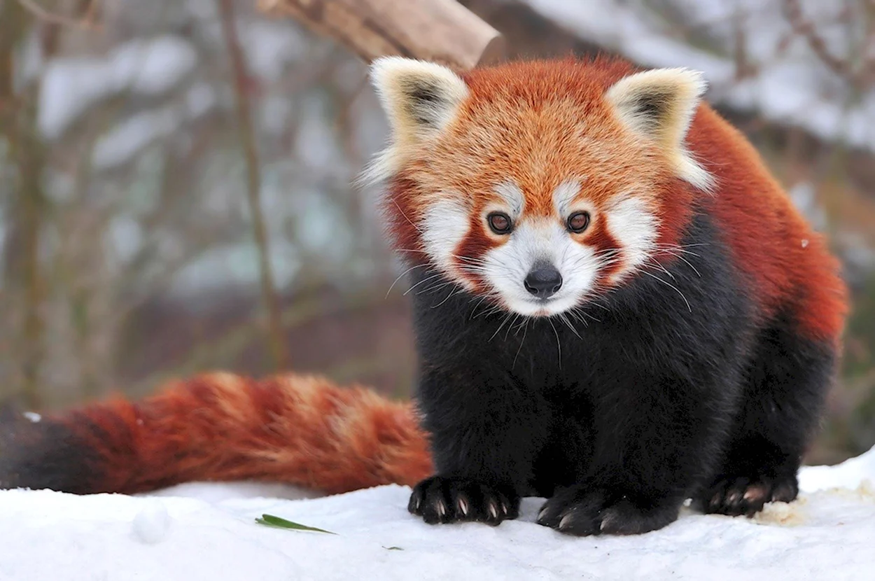 Красная енотовидная Панда. Красивое животное