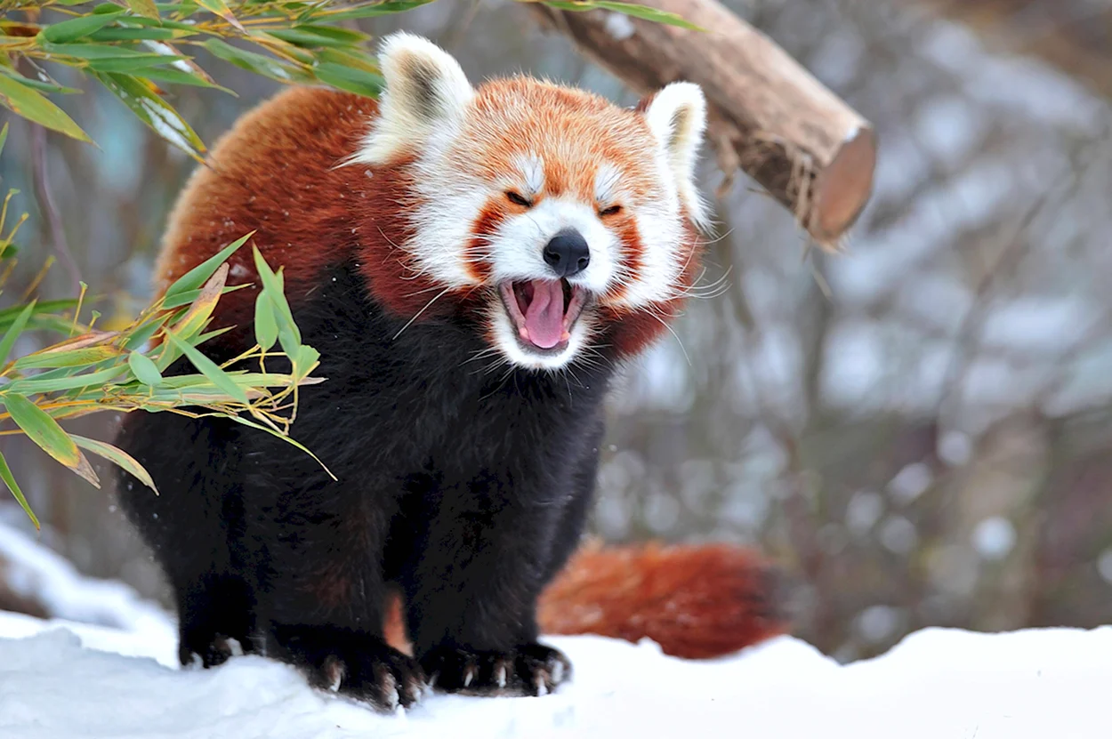 Красная енотовидная Панда. Красивое животное