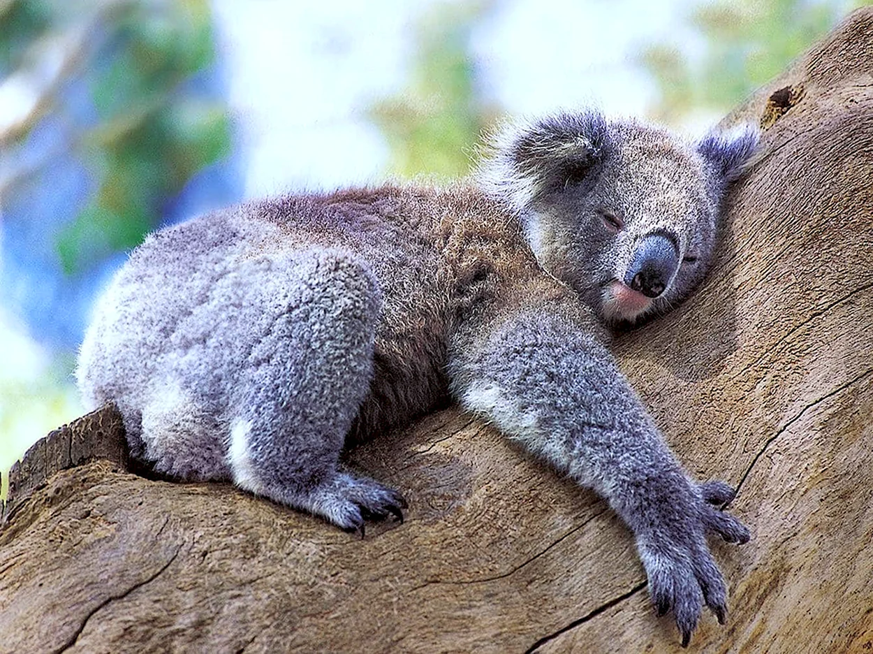 Красная коала. Красивое животное
