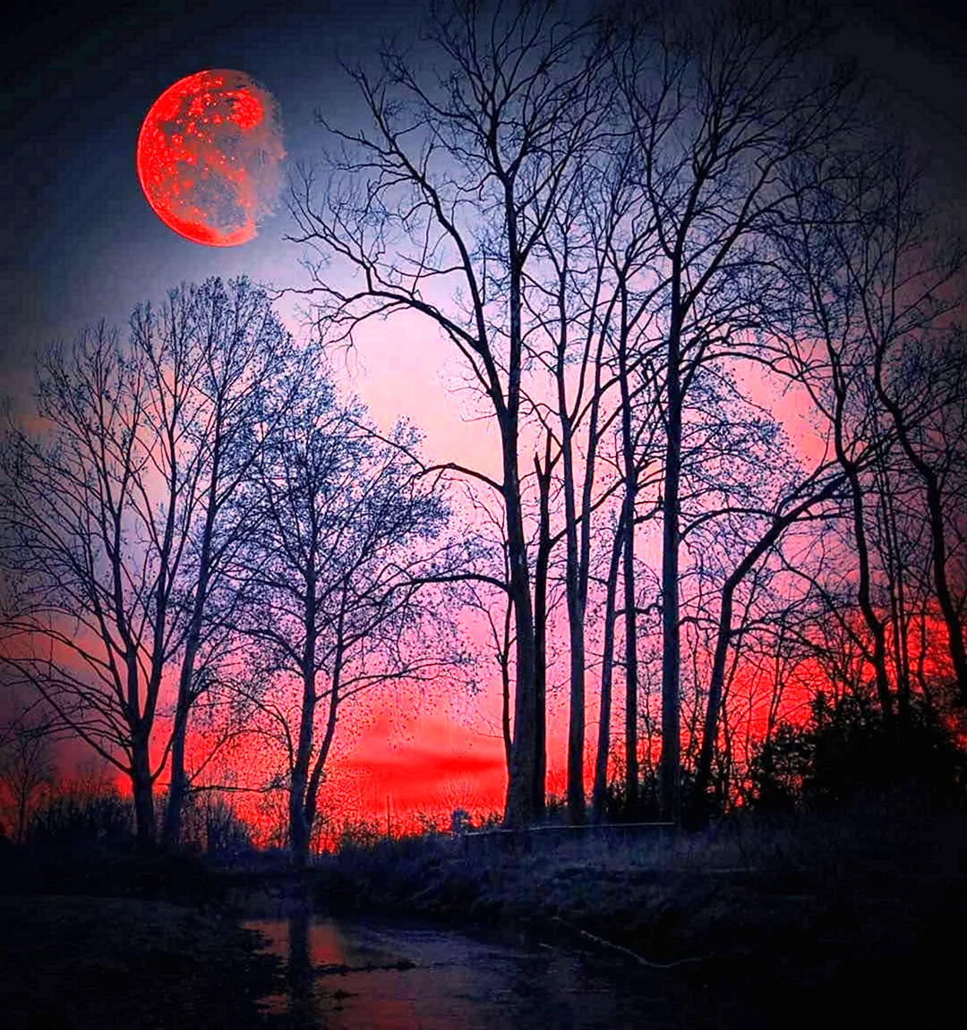 Красная Луна Хантер Эрин . Красивая картинка