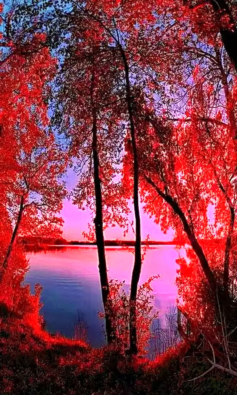 Красная осень. Красивая картинка