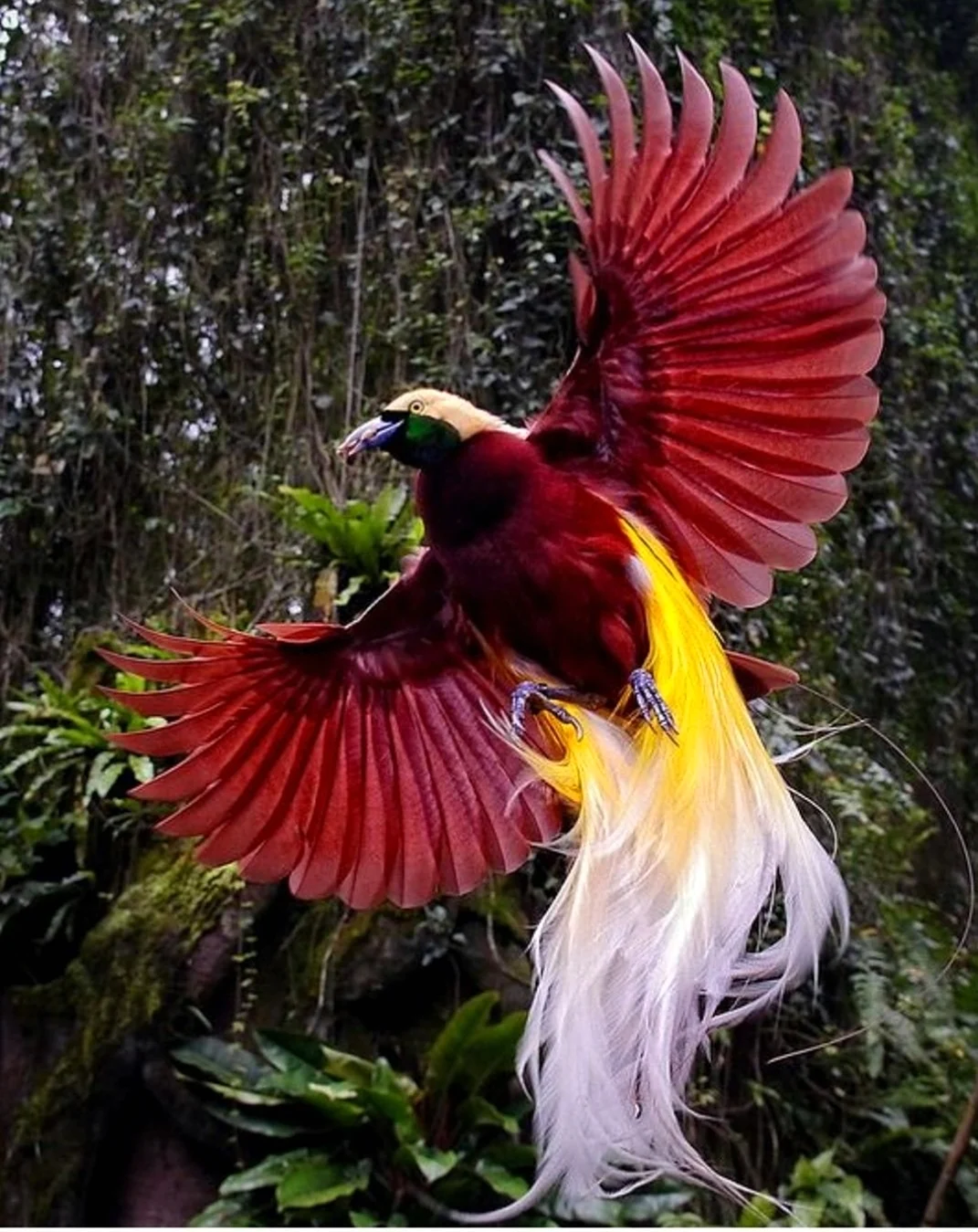 Красная шилоклювая Райская птица. Красивое животное