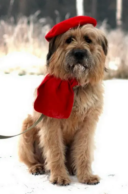 Красная собака. Красивое животное