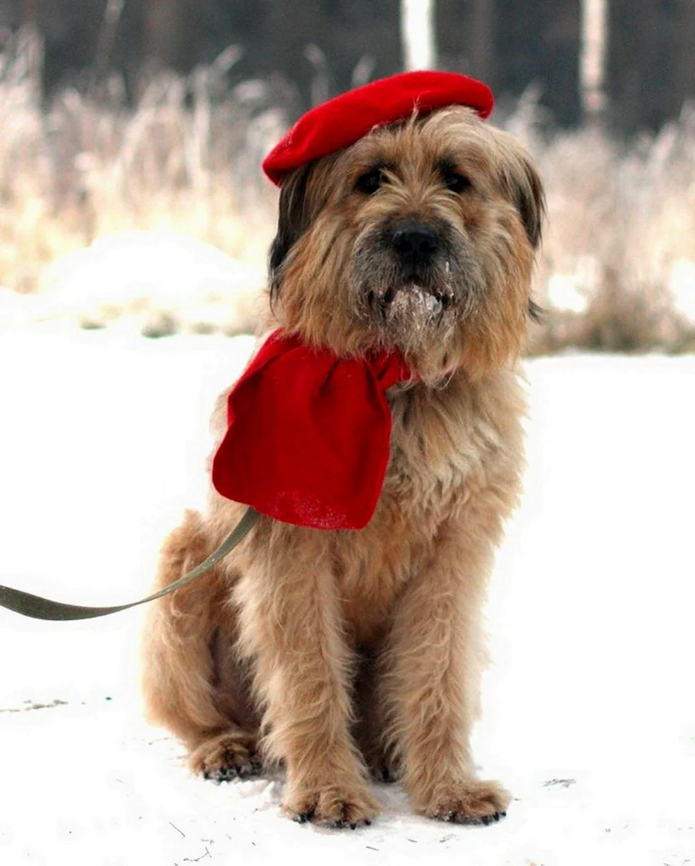 Красная собака. Красивое животное