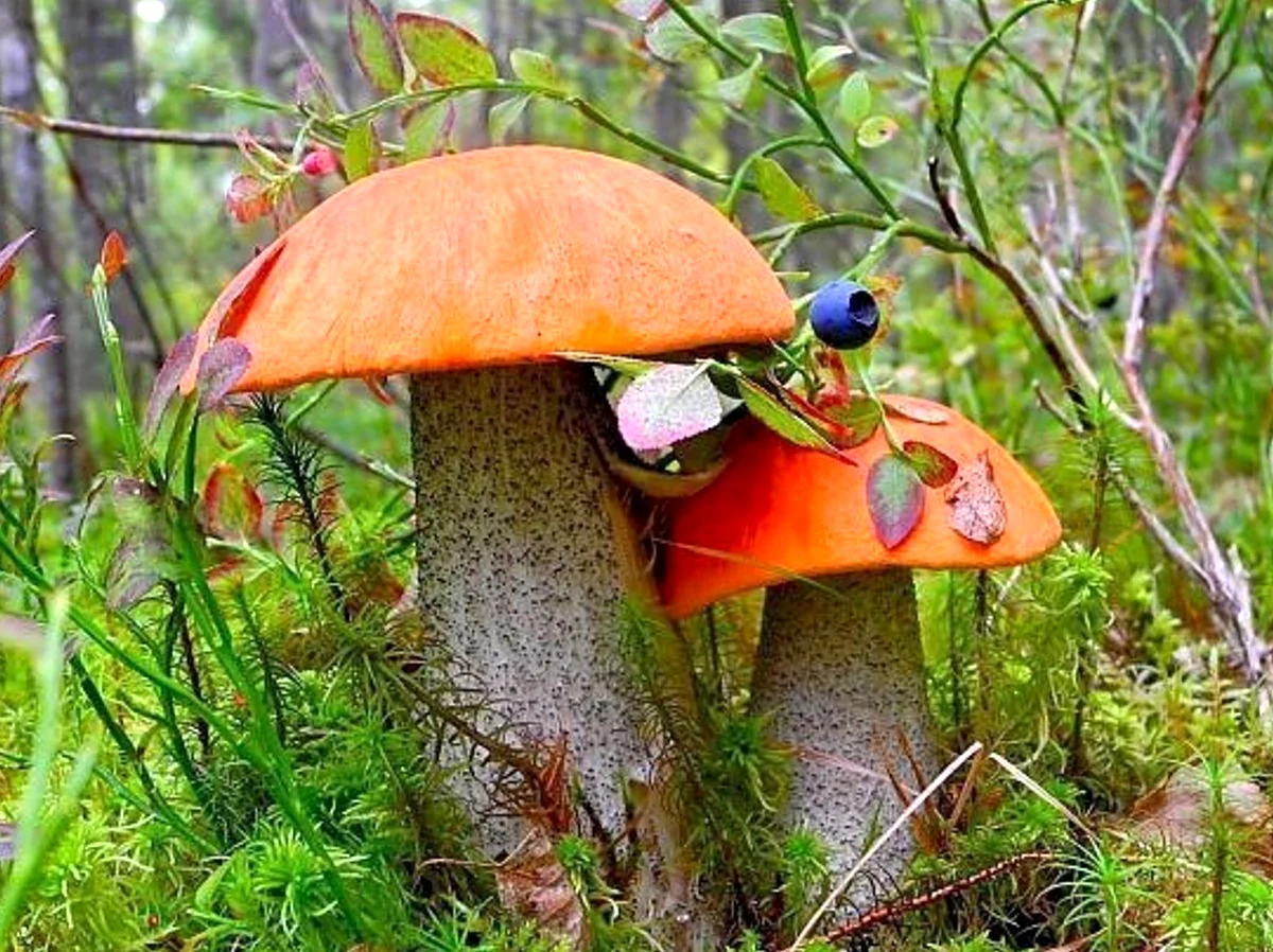 Красноголовики грибы. Картинка