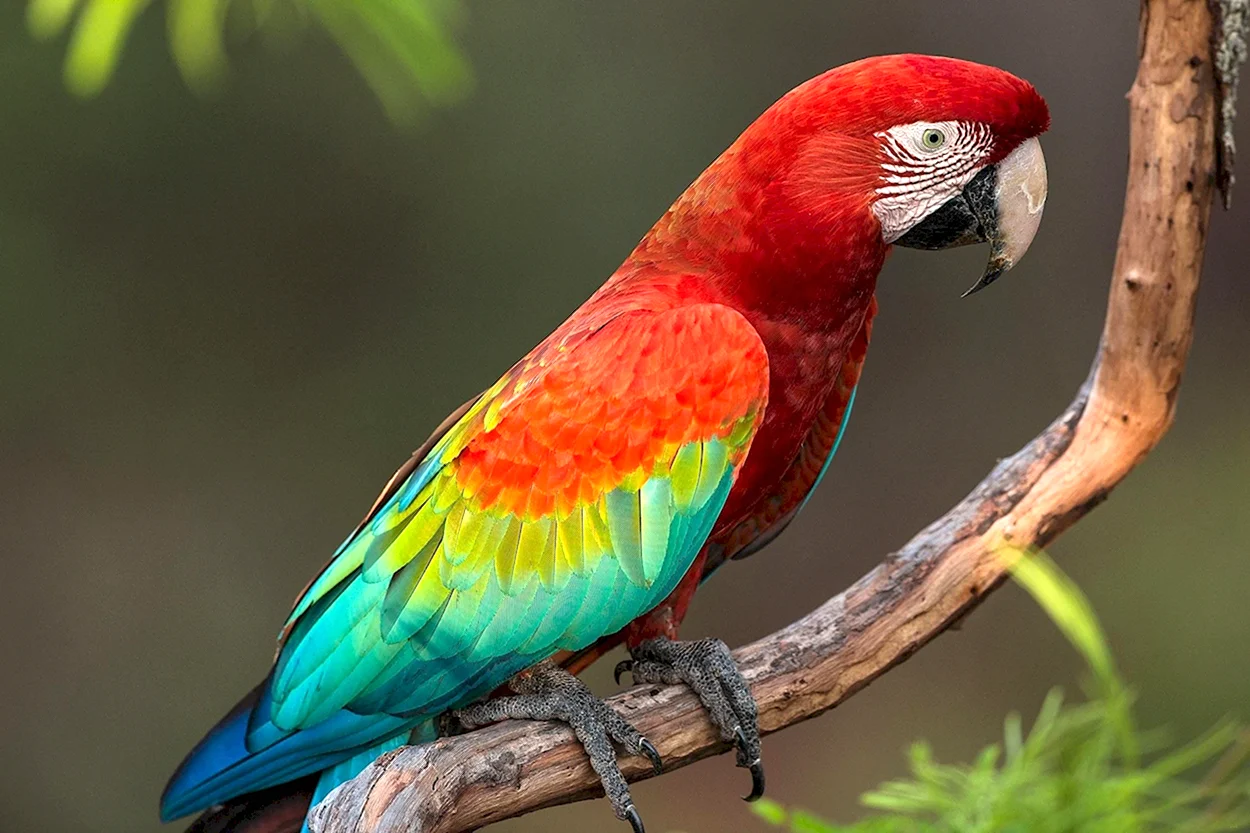 Красноголовый Какаду попугай. Красивое животное