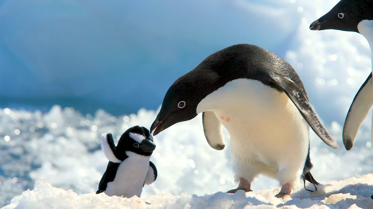Красноклювые пингвины. Картинка