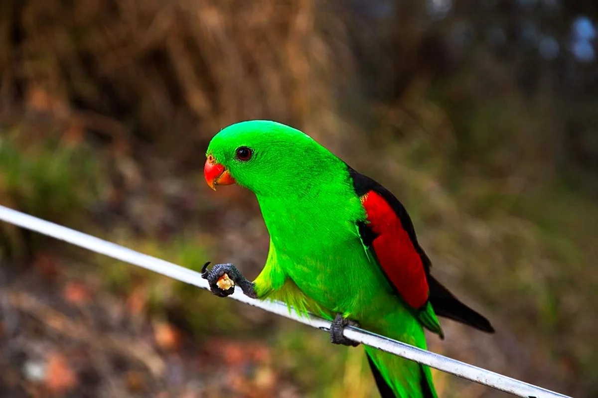 Краснокрылый попугай. Красивое животное