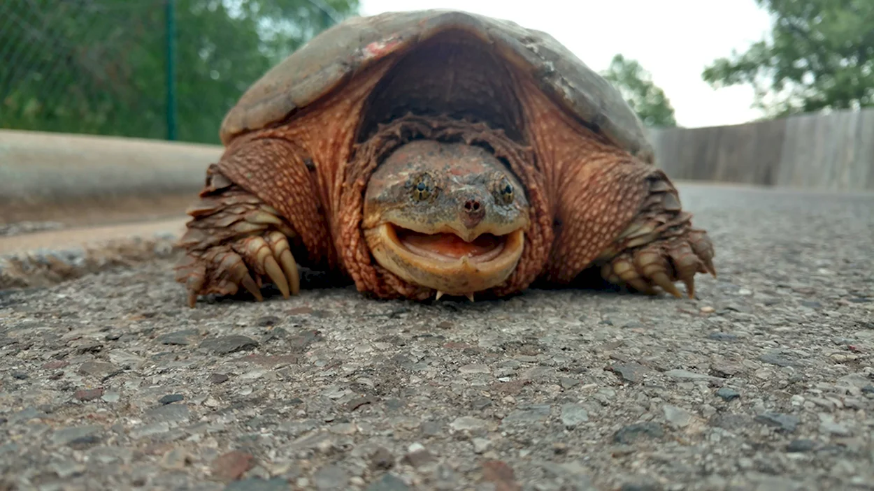 Красноухая черепаха. Красивое животное