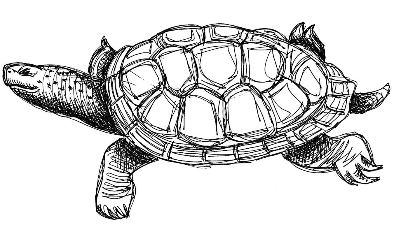 Красноухая черепаха эскиз. Для срисовки